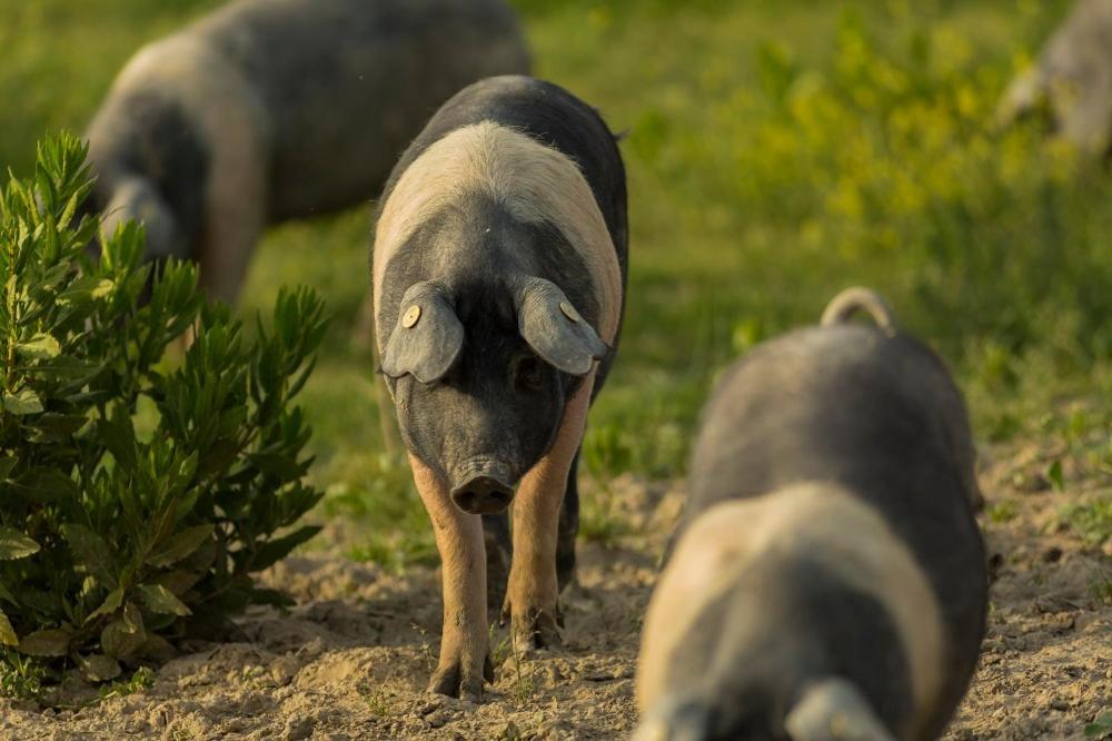 Agriturismo Alle Rose فولتيرا المظهر الخارجي الصورة